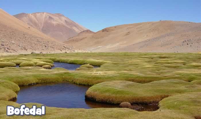 Bofedal_monitoreo_ambiental